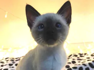 Gato raça SRD-ViraLata idade 2 a 6 meses nome Sheila