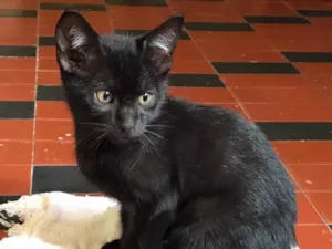 Gato raça SRD-ViraLata idade 2 a 6 meses nome BOB