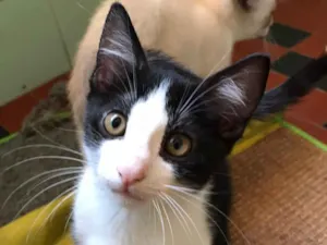 Gato raça SRD-ViraLata idade 2 a 6 meses nome Hank