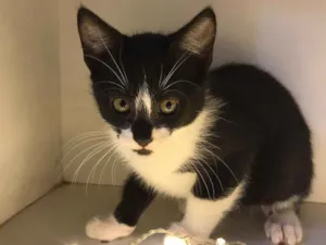 Gato raça SRD-ViraLata idade 2 a 6 meses nome Eric