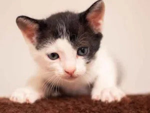 Gato raça SRD-ViraLata idade 2 a 6 meses nome Haku