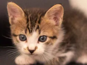 Gato raça SRD-ViraLata idade 2 a 6 meses nome Howl