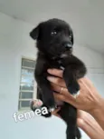 São filhotes ainda