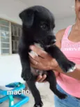 São filhotes ainda