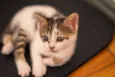 Sophie