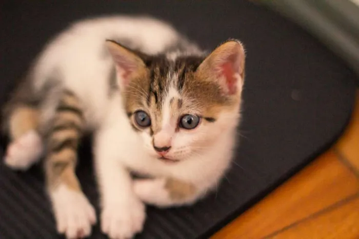 Gato raça SRD-ViraLata idade 2 a 6 meses nome Sophie