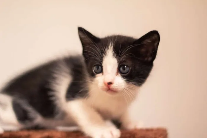 Gato raça SRD-ViraLata idade 2 a 6 meses nome Mel