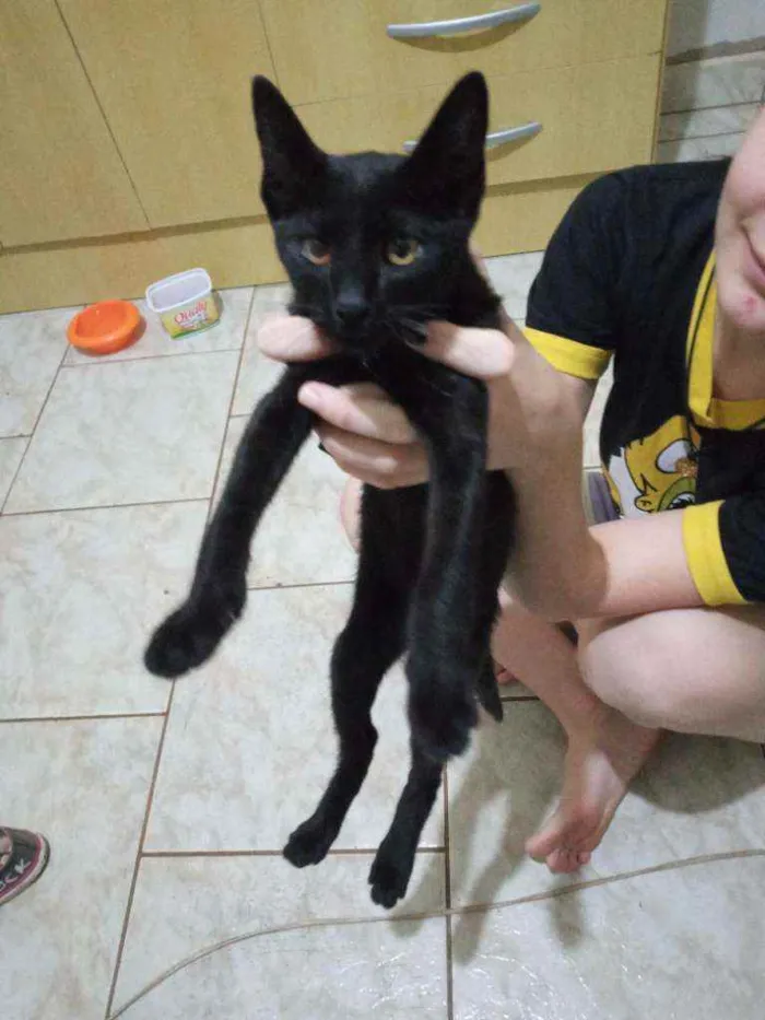 Gato ra a Não definida idade Abaixo de 2 meses nome Negra Li 