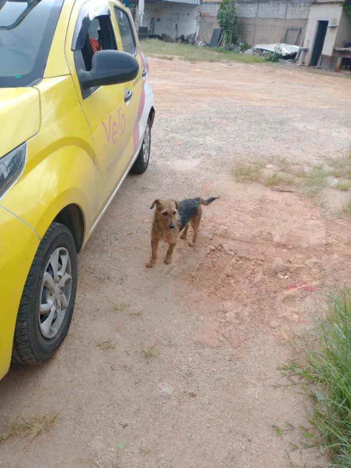 Cachorro raça SRD idade 1 ano nome Esperança