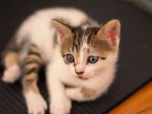 Gato raça SRD-ViraLata idade 2 a 6 meses nome Sophie