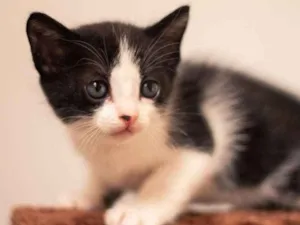 Gato raça SRD-ViraLata idade 2 a 6 meses nome Mel