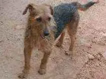 Cachorro raça SRD idade 1 ano nome Esperança