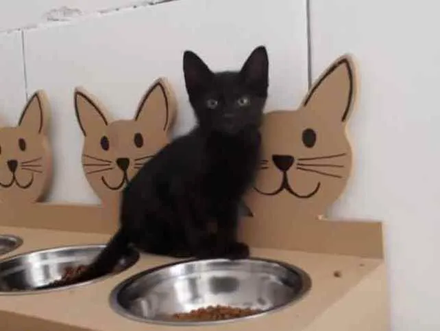 Gato raça SRD idade 2 a 6 meses nome Drake