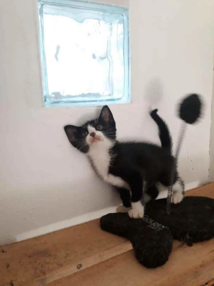 Gato raça SRD idade 2 a 6 meses nome Nick