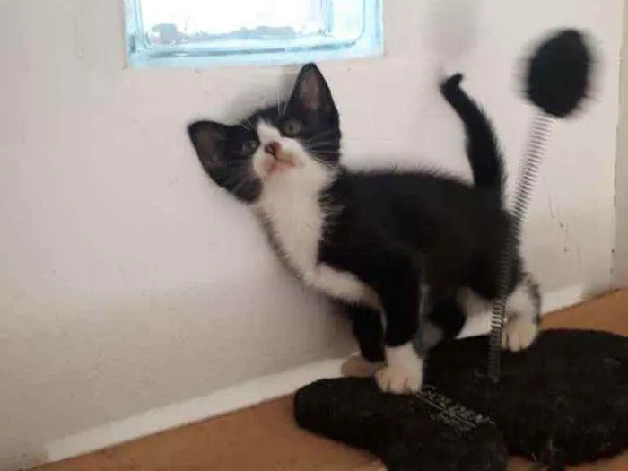 Gato raça SRD idade 2 a 6 meses nome Nick