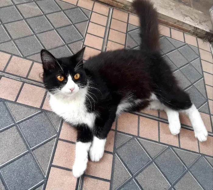 Gato raça SRD idade 1 ano nome Tieta