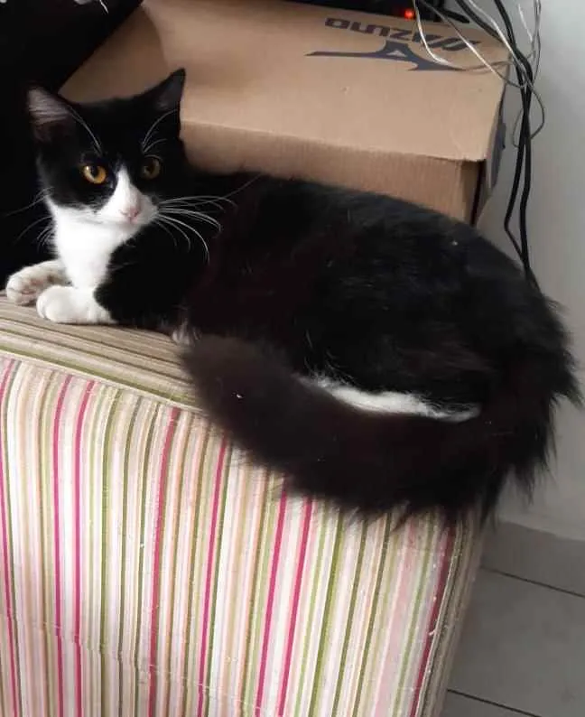 Gato raça SRD idade 1 ano nome Tieta