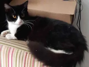 Gato raça SRD idade 1 ano nome Tieta