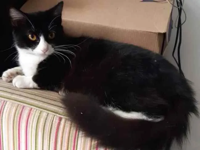 Gato raça SRD idade 1 ano nome Tieta