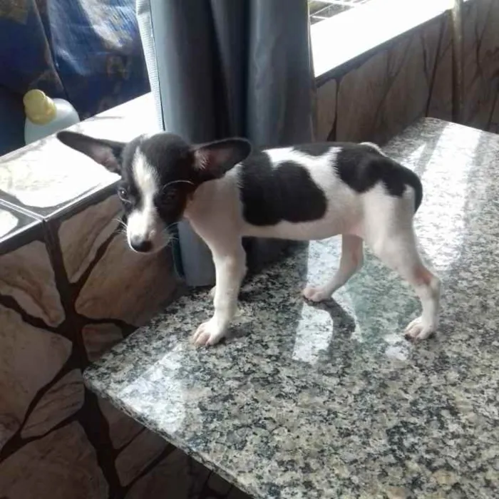 Cachorro raça SRD idade 2 a 6 meses nome Mimosa 