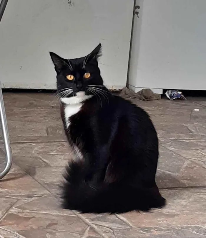 Gato raça SRD idade 1 ano nome Betty