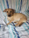 Cachorro raça SRD idade 2 a 6 meses nome Yuri