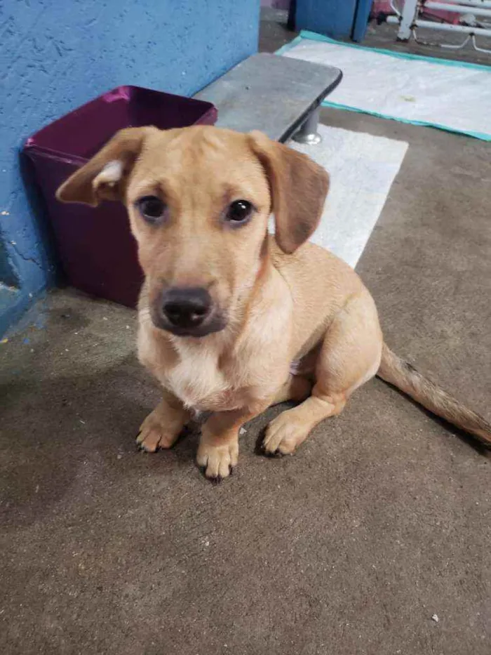 Cachorro raça SRD idade 2 a 6 meses nome Yuri