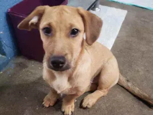 Cachorro raça SRD idade 2 a 6 meses nome Yuri