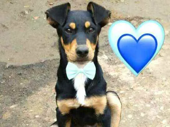Cachorro raça  idade 7 a 11 meses nome Filhotes Sueli 