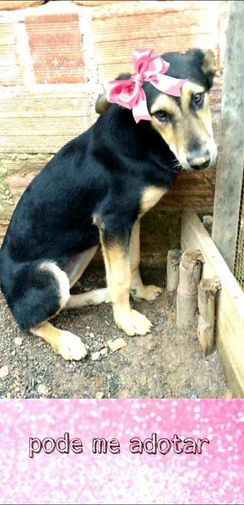 Cachorro raça  idade 7 a 11 meses nome Filhotes Sueli 