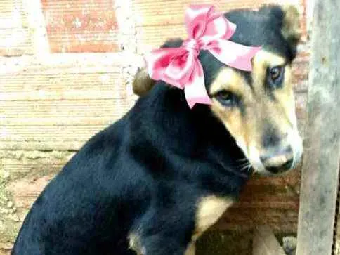 Cachorro raça  idade 7 a 11 meses nome Filhotes Sueli 