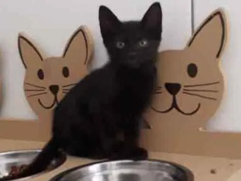 Gato raça SRD idade 2 a 6 meses nome Drake