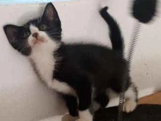 Gato raça SRD idade 2 a 6 meses nome Nick