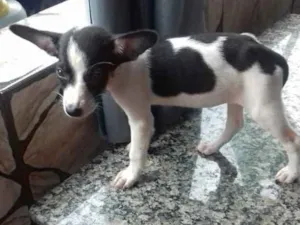 Cachorro raça SRD idade 2 a 6 meses nome Mimosa 