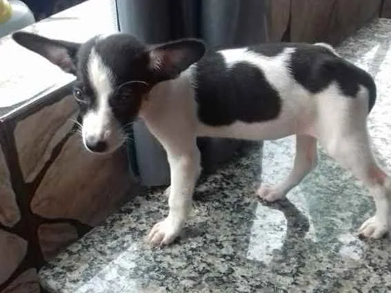 Cachorro raça SRD idade 2 a 6 meses nome Mimosa 