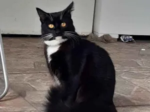 Gato raça SRD idade 1 ano nome Betty