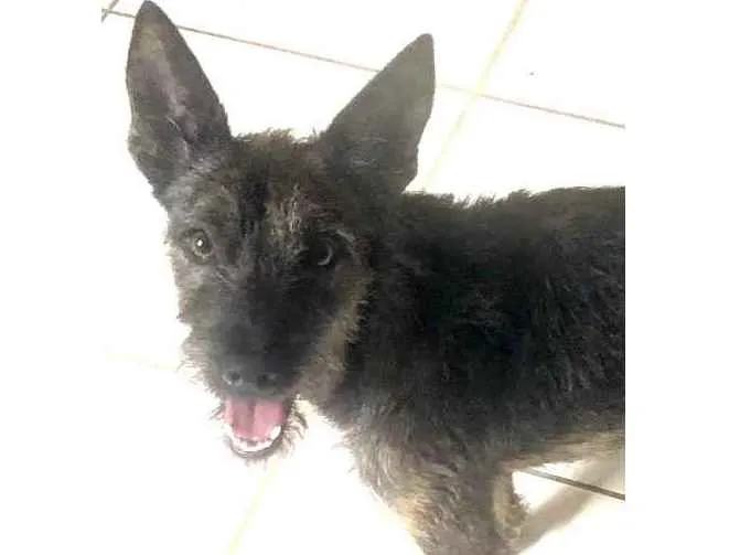 Cachorro raça Srd  idade 7 a 11 meses nome Lili