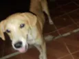 Luck e Dandara