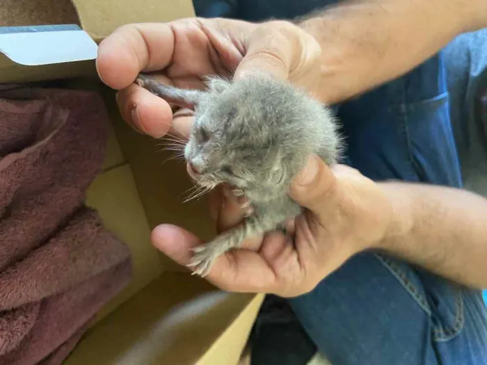 Gato ra a Misto idade Abaixo de 2 meses nome Bebe