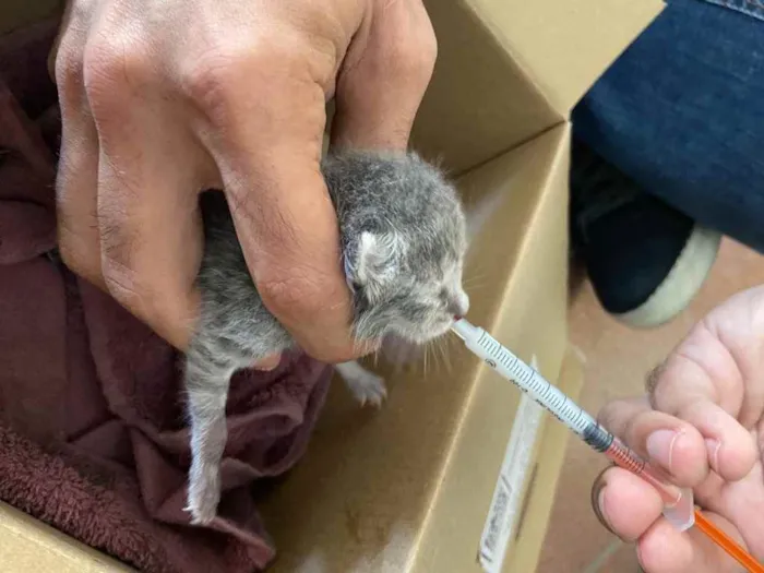 Gato ra a Misto idade Abaixo de 2 meses nome Bebe