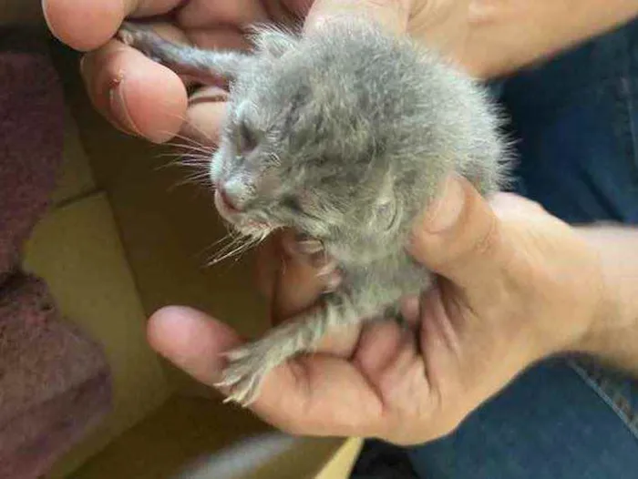 Gato ra a Misto idade Abaixo de 2 meses nome Bebe