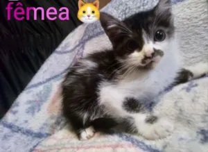 Gato raça SRD idade 2 a 6 meses nome Sasha 