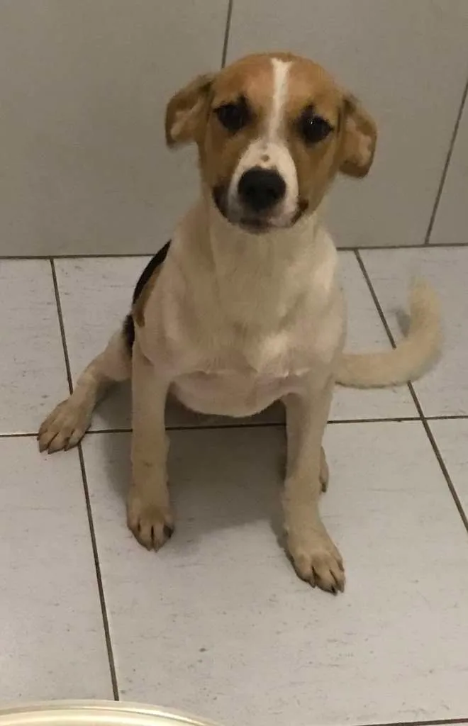 Cachorro ra a SRD-ViraLata idade 7 a 11 meses nome Sem nome