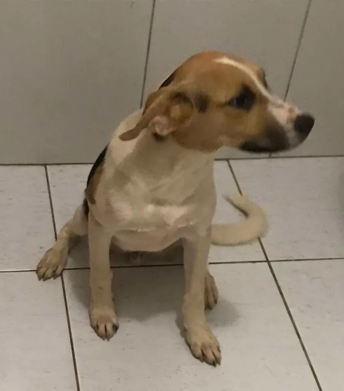 Cachorro ra a SRD-ViraLata idade 7 a 11 meses nome Sem nome