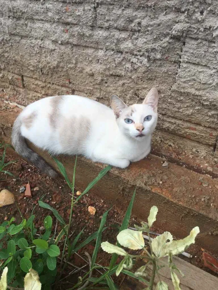 Gato raça Vira lata  idade 2 anos nome Sem nome 