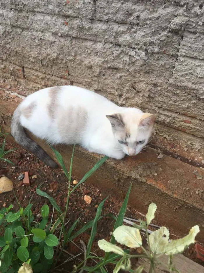Gato raça Vira lata  idade 2 anos nome Sem nome 