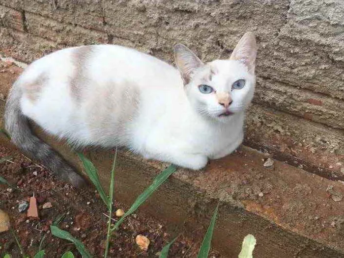 Gato raça Vira lata  idade 2 anos nome Sem nome 