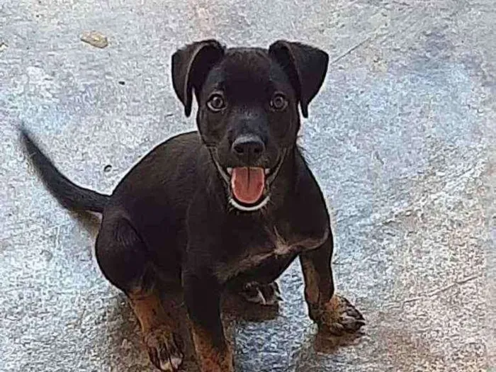 Cachorro ra a Vira Lata idade 1 ano nome Maike