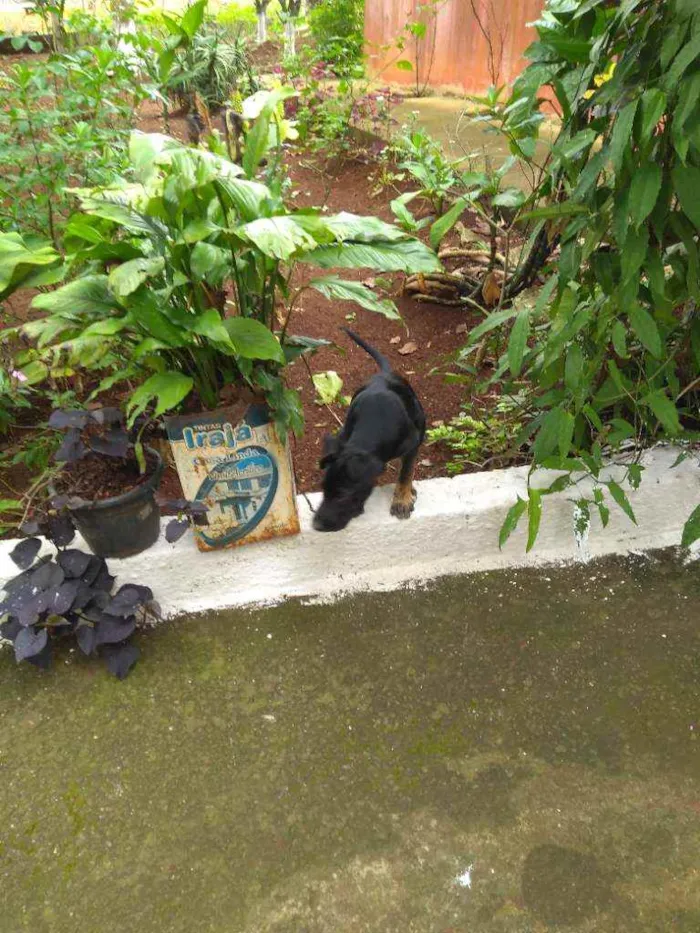 Cachorro ra a Vira Lata idade 1 ano nome Maike