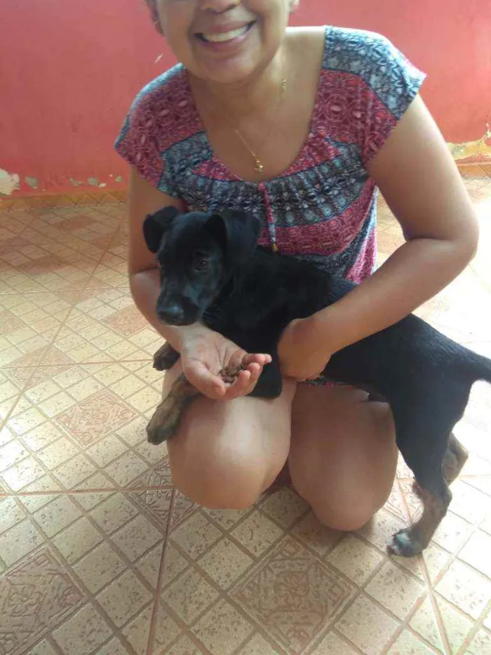 Cachorro ra a Vira Lata idade 1 ano nome Maike